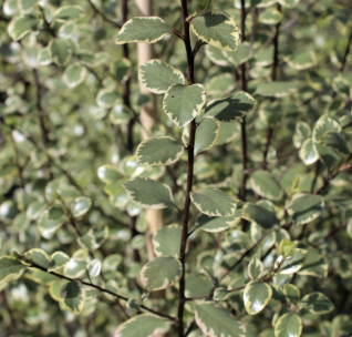 Pittosporum tenuifolium ‘Silver Magic’