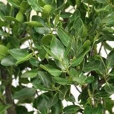 Rhamnus alaternus ‘John Edwards’ (Standard)