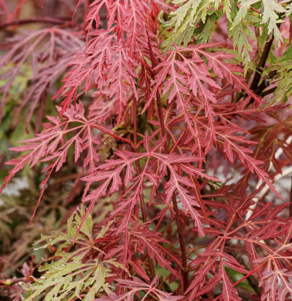 Acer palmatum ‘Orangeola’