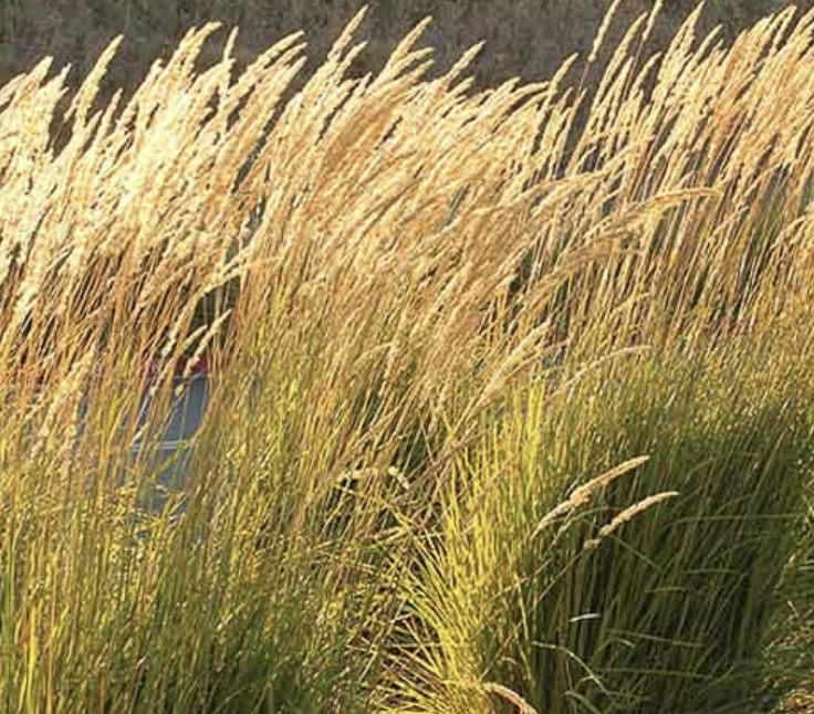 Calamagrostis × acutiflora ‘Karl Foerster’ (Feather Reed Grass)