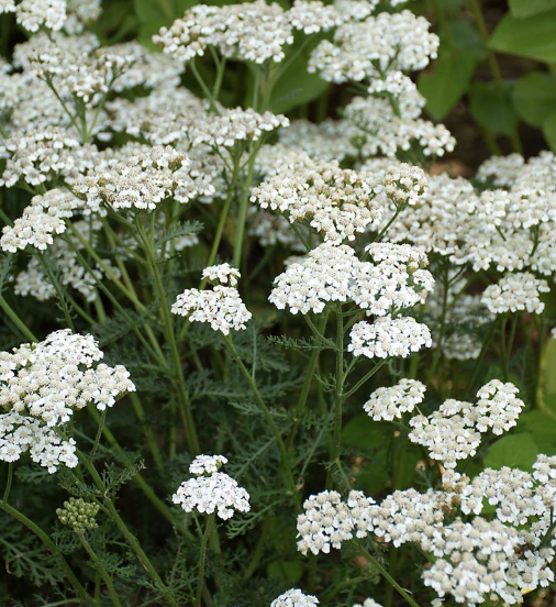 Achillea M. ‘Vintage White’ (Yarrow)