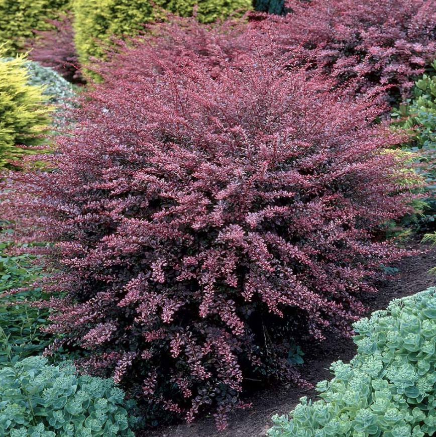 Berberis thunbergii ‘Rose Glow’ (Barberry)