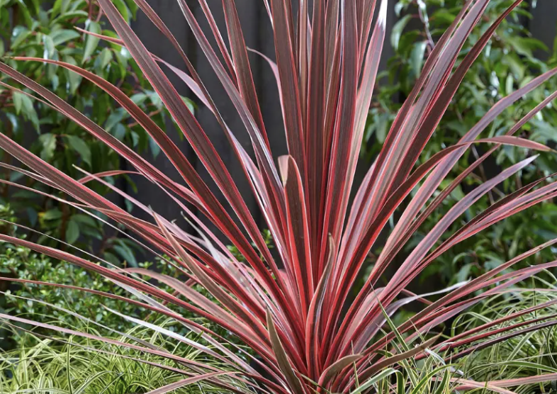 Cordyline australis ‘Charlie Boy’