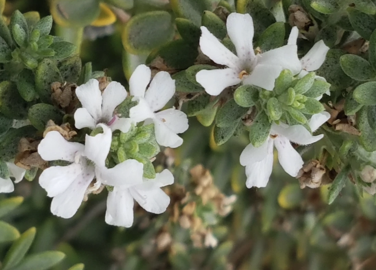 Westringia fruticosa ‘Grey Box’ (Coastal Rosemary)
