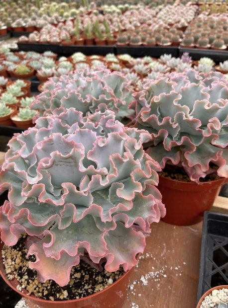 Echeveria ‘Curly Pink’