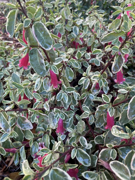 Correa ‘Wyn’s Wonder’