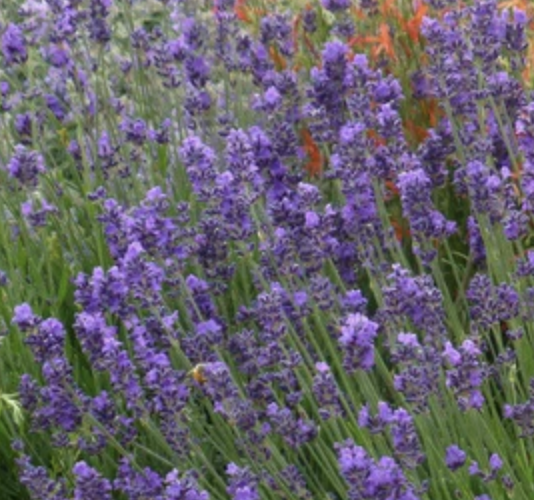 Lavandula angustifolia ‘Munstead’ (English Lavender)
