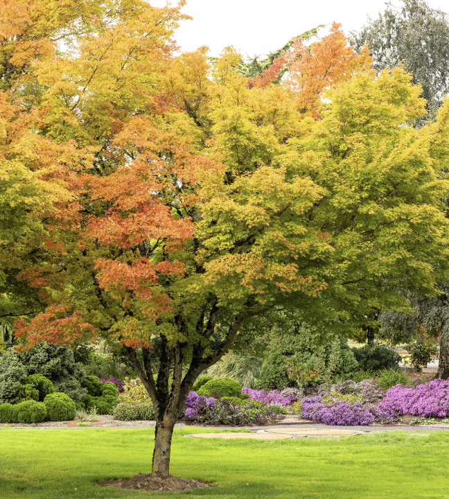 Acer palmatum ‘Sango Kaku’ (Coral Bark Maple)