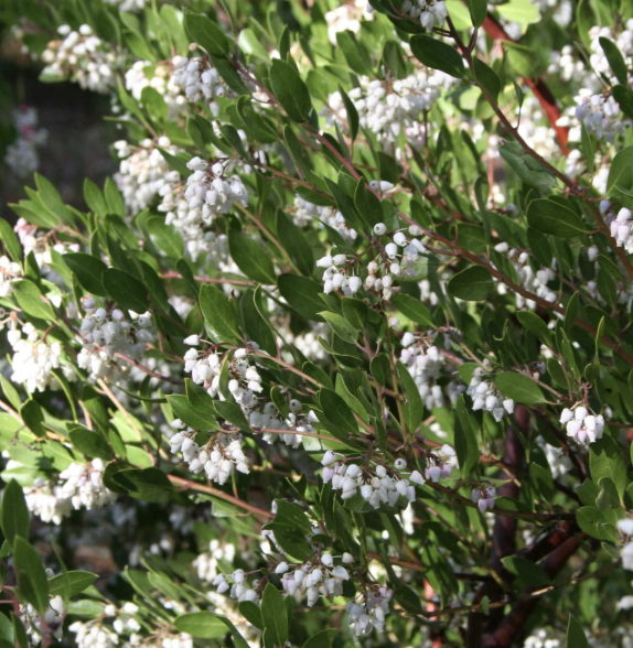 Arctostaphylos ‘Howard McMinn’ (Manzanita)