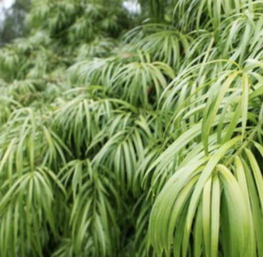 Podocarpus henkelii (Long-leaf Podocarpus)