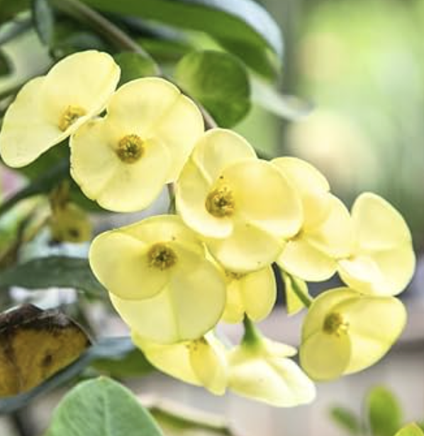 Euphorbia milii ‘Amarillo’ (Crown of Thorns)