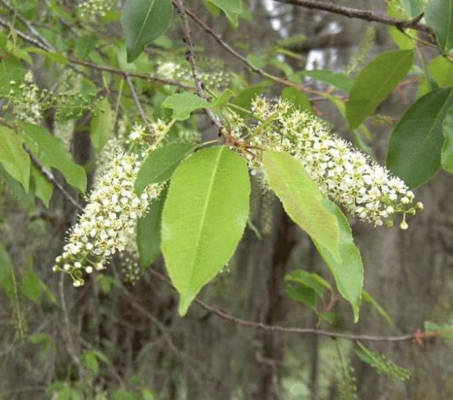 Prunus caroliniana (Carolina Cherry Laurel)