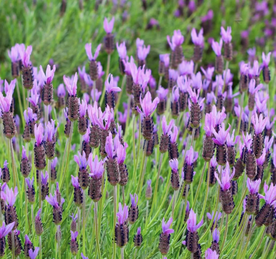 Lavandula S. ‘Otto Quast’ (Spanish Lavender)