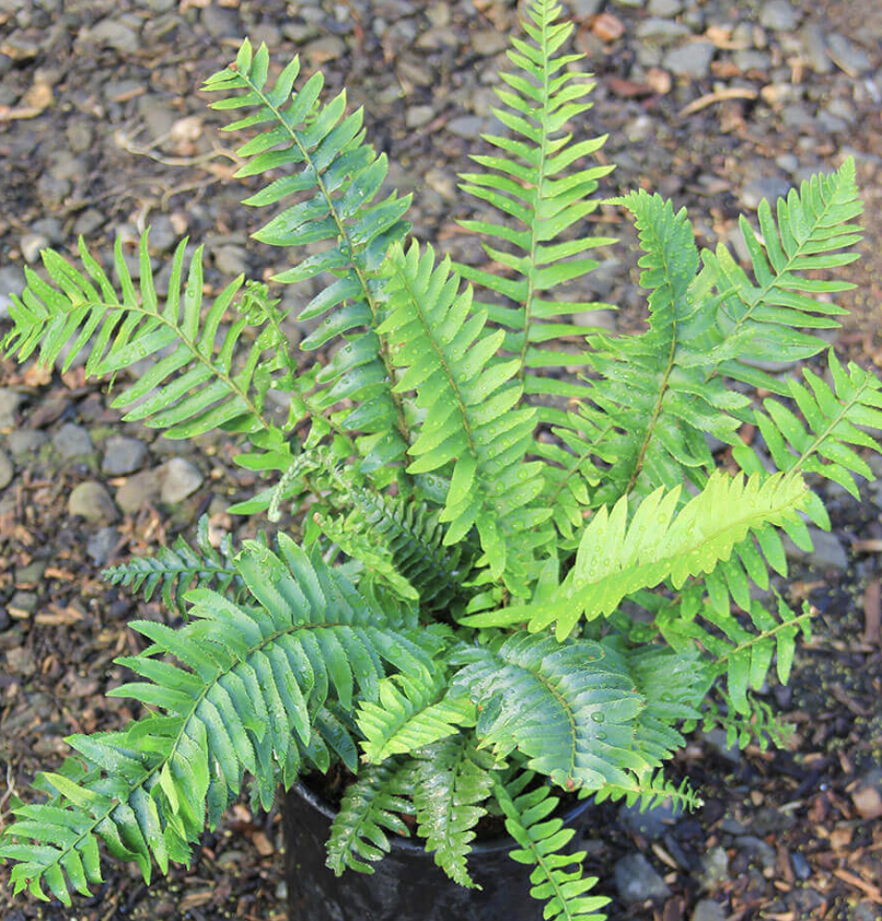 Polystichum munitum (Western Sword Fern)