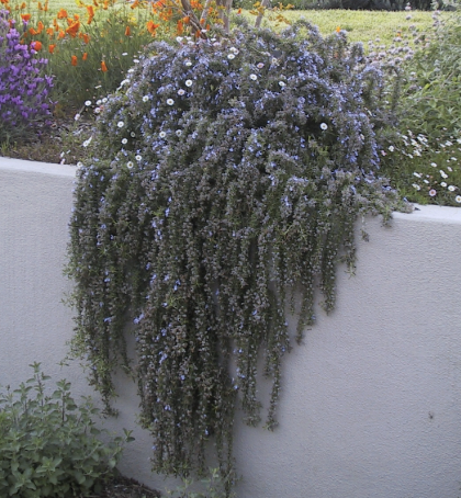 Rosmarinus officinalis ‘Irene’ (Rosemary)