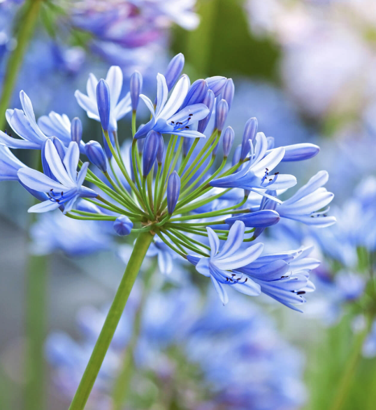 Agapanthus ‘Tinkerbell’