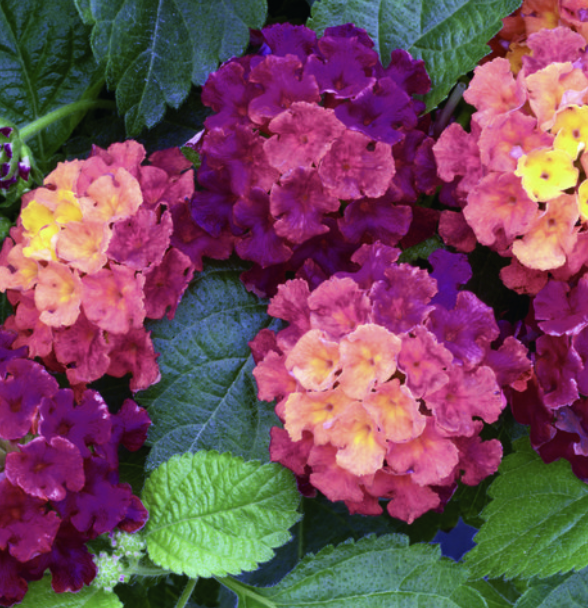 Lantana ‘Bandana Cherry’