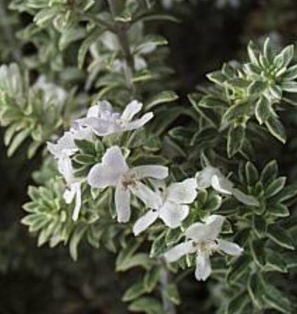 Westringia fruticosa ‘Smokey’