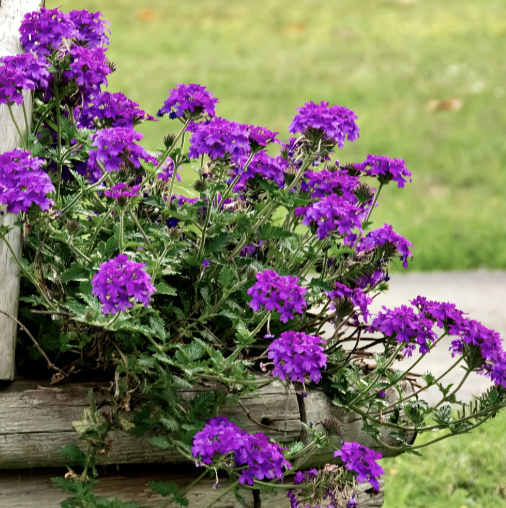 Verbena ‘Homestead Purple’