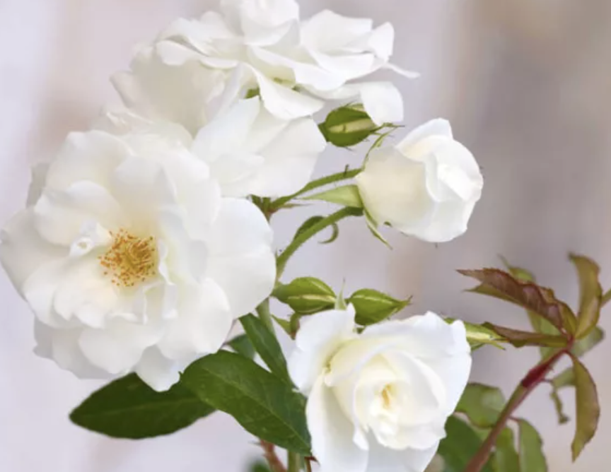 Rosa ‘Iceberg’ (Floribunda Rose)