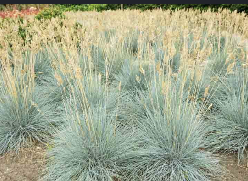Festuca G. ‘Elijah Blue’ (Blue Fescue)