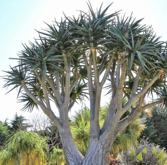 Aloe ‘Hercules’ (Tree Aloe Hybrid)