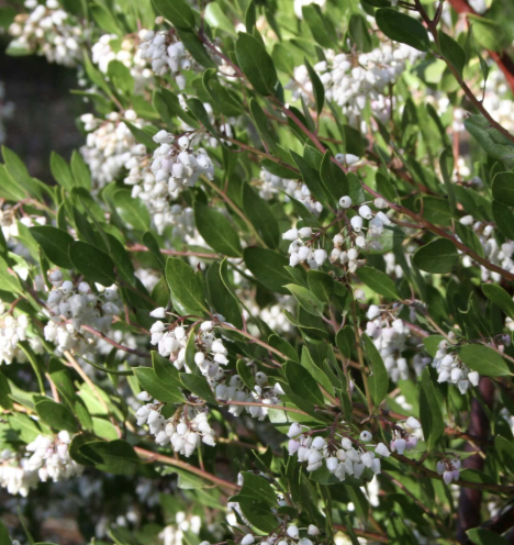 Arctostaphylos ‘Howard McMinn’ (Manzanita)
