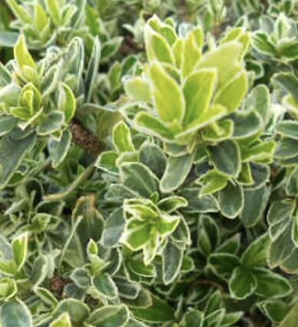 Euonymus japonicus ‘Microphyllus Variegatus’