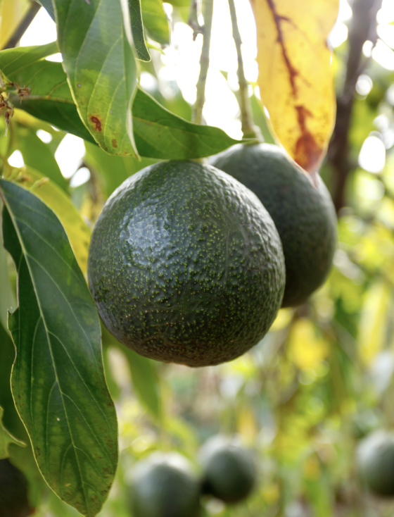 Persea americana ‘Holiday’ (Avocado, Type A)