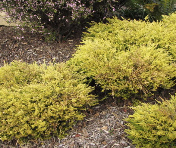 Coleonema ‘Sunset Gold’ (Breath of Heaven)