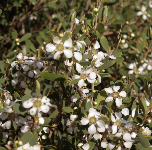 Leptospermum laevigatum (Australian Tea Tree)