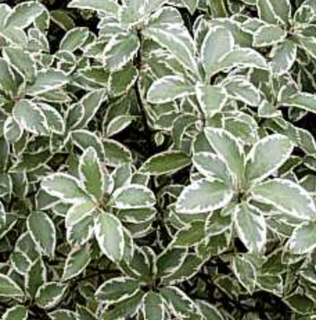 Pittosporum ‘Marjorie Channon’