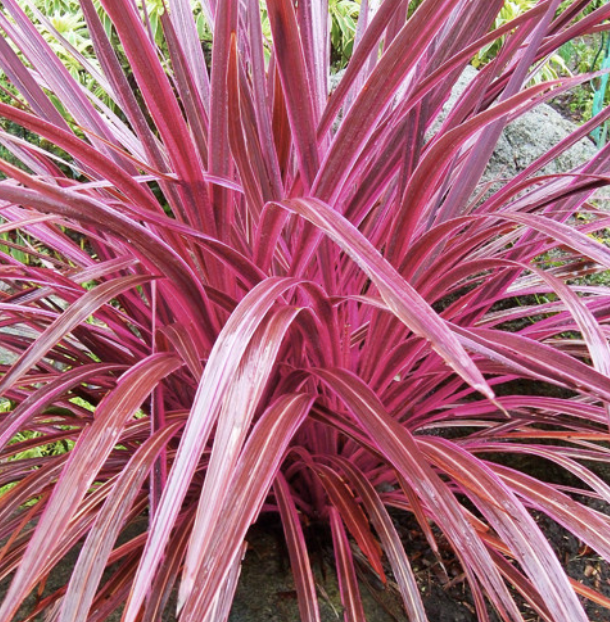 Cordyline ‘Electric Pink’