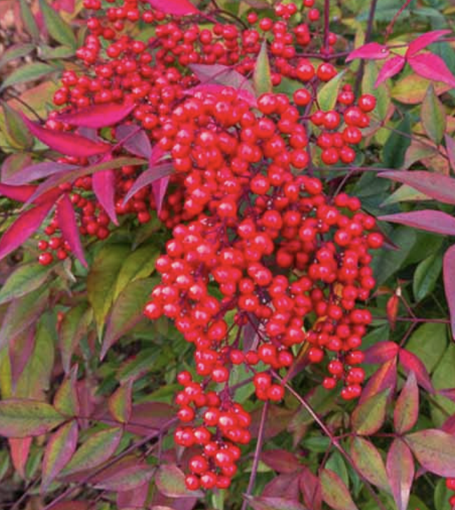 Nandina domestica (Heavenly Bamboo)