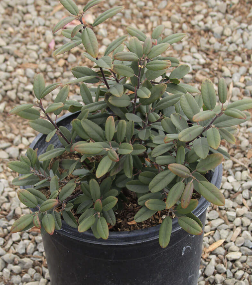 Rhamnus californica ‘Eve Case’ (Coffeeberry)