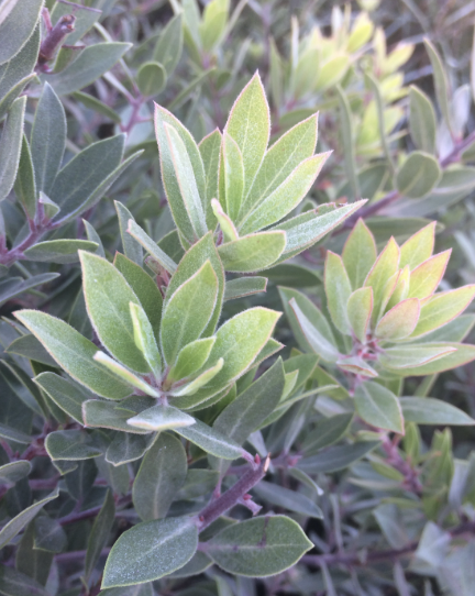 Arctostaphylos ‘Pacific Mist’
