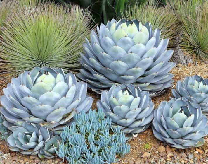 Agave parryi var. truncata (Artichoke Agave)