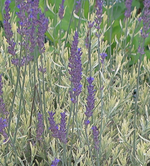 Lavandula × allardii ‘Meerlo’ (Lavender)