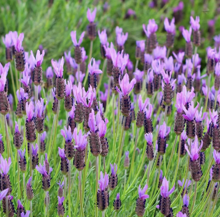 Lavandula stoechas ‘Otto Quast’ (Spanish Lavender)