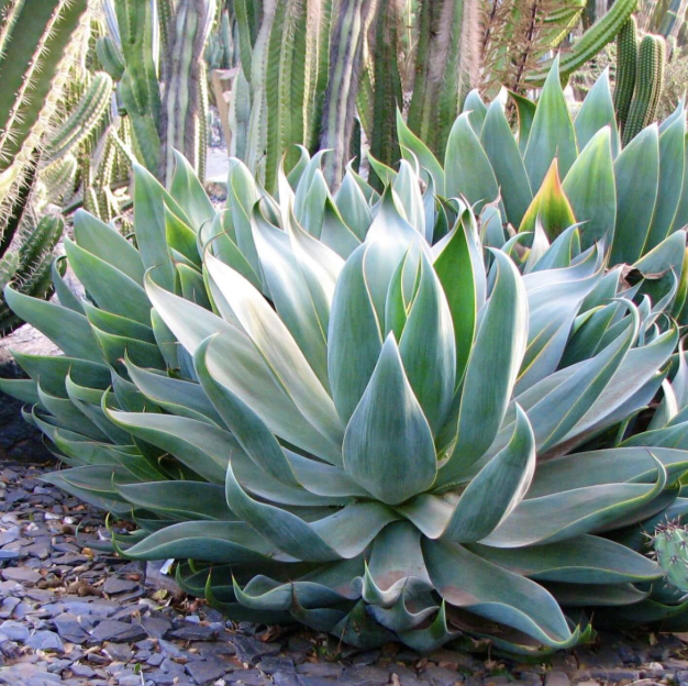 Agave ‘Blue Flame’