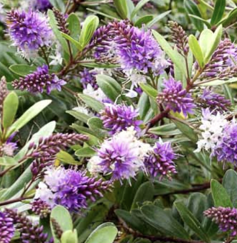 Hebe ‘Patty’s Purple’