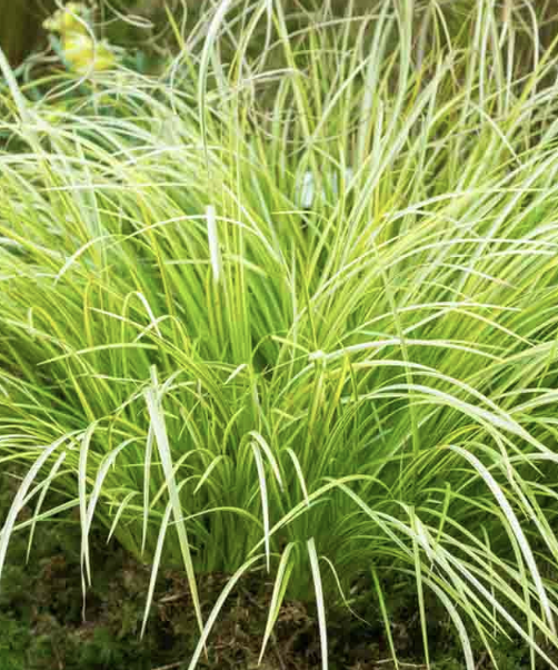 Acorus G. ‘Ogon’ (Golden Sweet Flag)