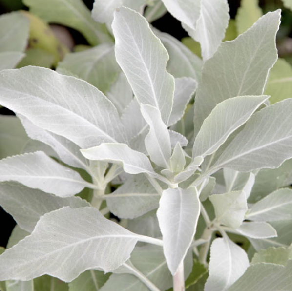 Salvia apiana (White Sage)