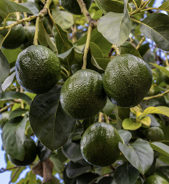 Persea americana ‘Stewart’ (Avocado, Type A)