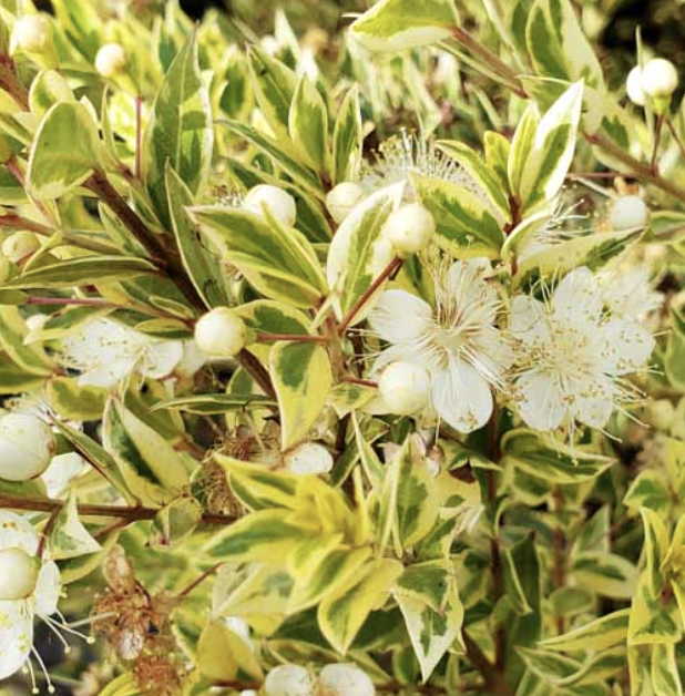 Myrtus communis ‘Variegata’ (Variegated Myrtle)