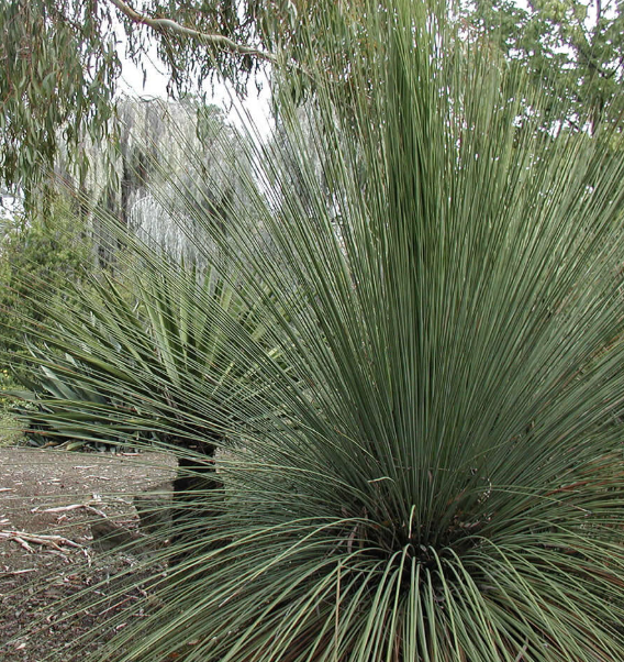 Dasylirion longissimum (Mexican Grass Tree)