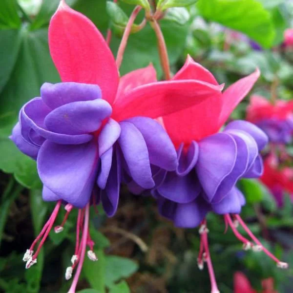 Fuchsia ‘Blue Eyes’
