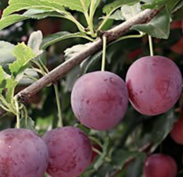 Prunus salicina ‘Mariposa’ (Plum)