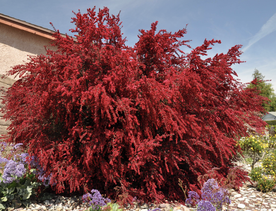 Leptospermum scoparium ‘Ruby Glow’