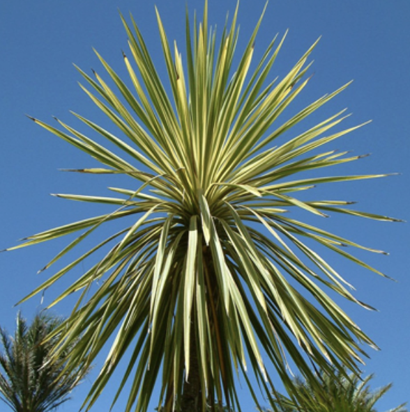 Cordyline australis ‘Torbay Dazzler’